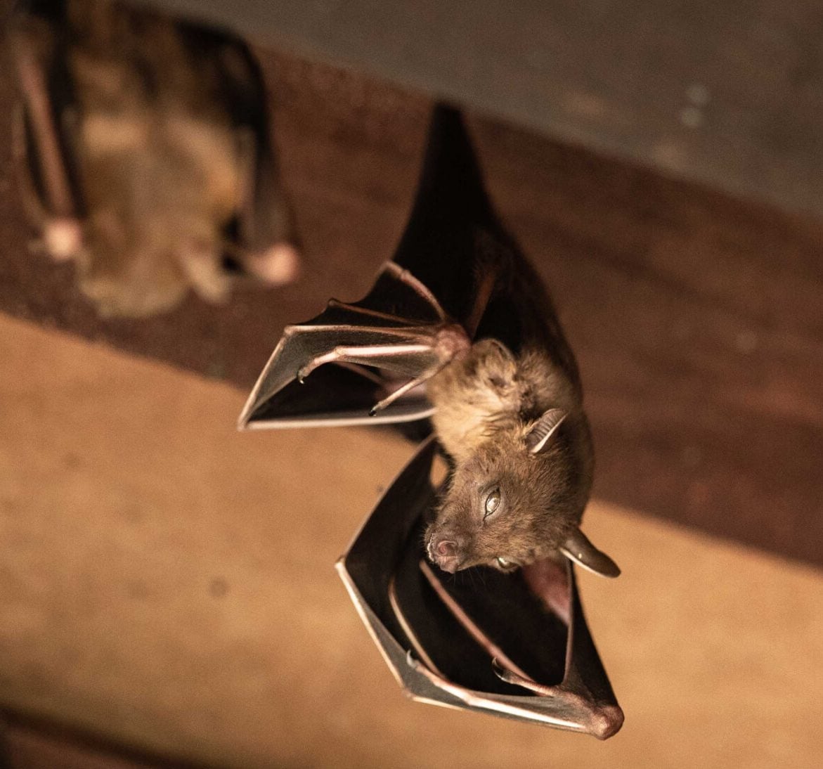 Expert bat removal services for a safe and humane solution in Townsend